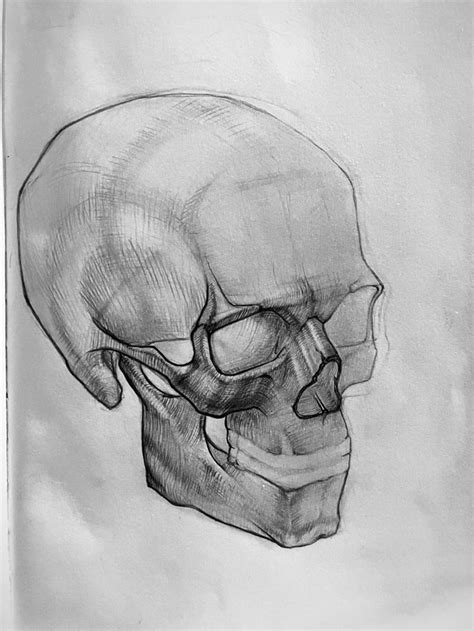 Череп рисунок | Body anatomy, Pencil drawings