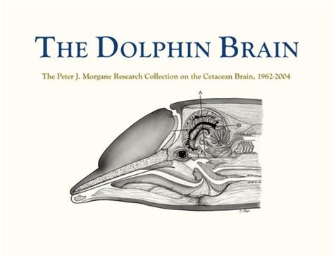 The Dolphin Brain - A Digital Presentation by DigitalUNE - Issuu