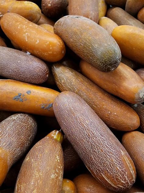 Old Cucumber stock photo. Image of vegetable, cucumber - 139334364