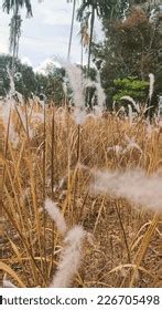 tanaman alang alang ilalang bunga putih stock photo