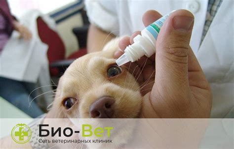 У собаки гноятся глаза: причины, лечение и что делать!