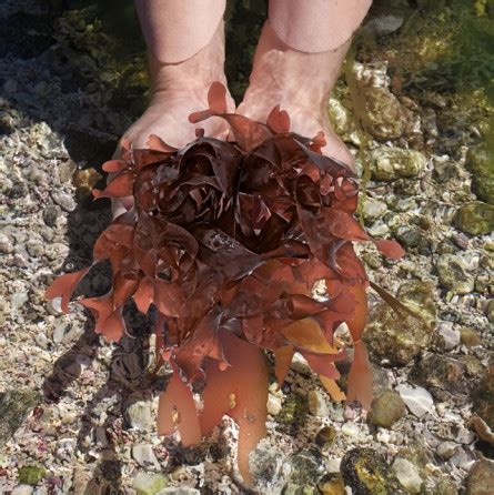 Wild dulse - 350g