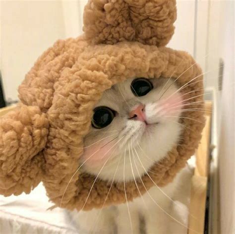 Pin di naá タ su CAT CUTE🐱 | Simpatici animaletti, Gattini piccoli, Foto ...