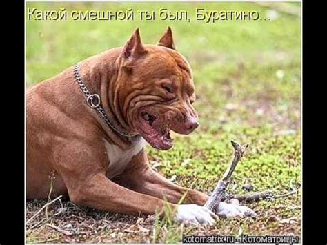 стафы - YouTube