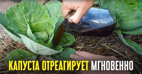 Какие удобрения вносить при высадке капусты - Со Вкусом