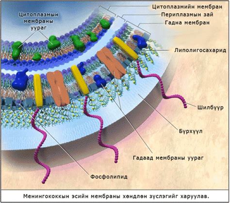 Анагаах Ухааны сайт - Менингококкын халдвар