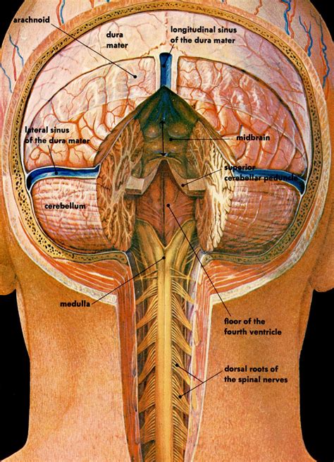 Nervios Craneales Brain Anatomy Human Body Anatomy Medical Anatomy ...