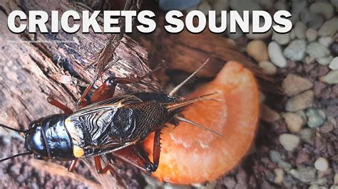 Cricket Chirp Sound - Cricket Sounds at Night 1 Hour | Crickets ...