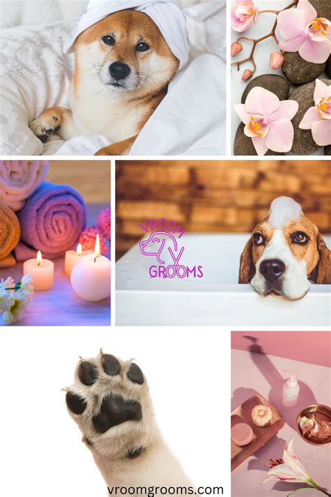 Understanding Brittle Dog Nails: Causes, Symptoms, and Prevention Vroom