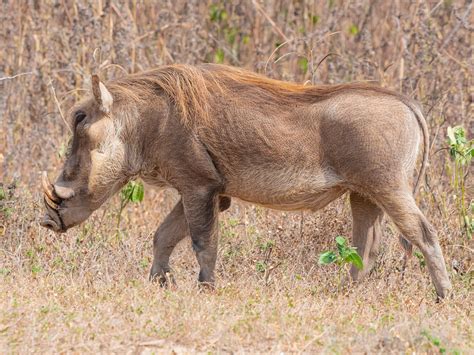 Бородавочник (Демократическая Республика Конго: Животный мир) · iNaturalist
