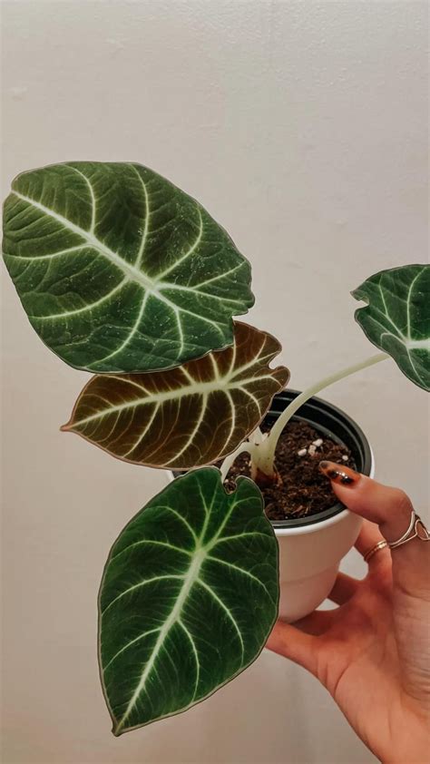 Alocasia platinum – Artofit