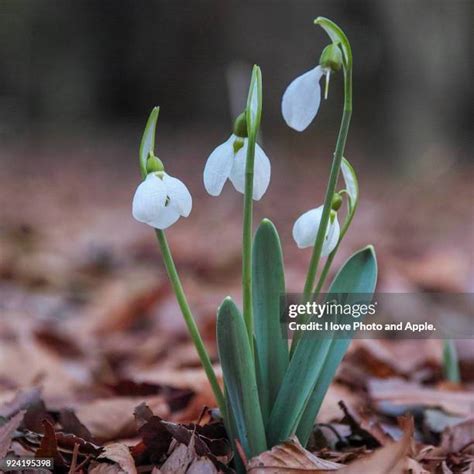 323 Akishima Tokyo Stock Photos, High-Res Pictures, and Images - Getty ...