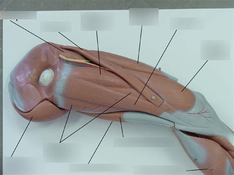 Medial Upper Leg Muscles Diagram | Quizlet