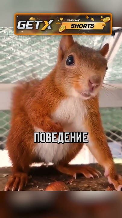 Очаровательный рыжий зверёк покорил сердца зрителей - YouTube