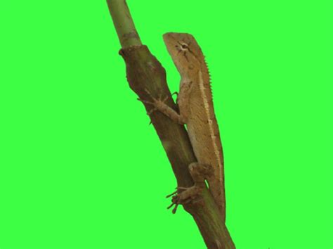 Chameleon Animal Lizard - Free photo on Pixabay - Pixabay