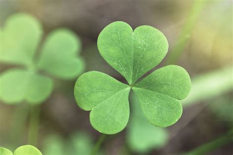 Shamrock Template Free Printable