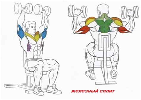 Тренировка плеч гантелями ⋆ ЖЕЛЕЗНЫЙ СПЛИТ