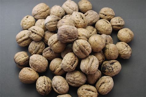 Walnut Nuts Cashew - Free photo on Pixabay