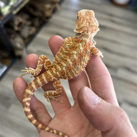 Blue Bar Bearded Dragons - Predator and Prey Exotics