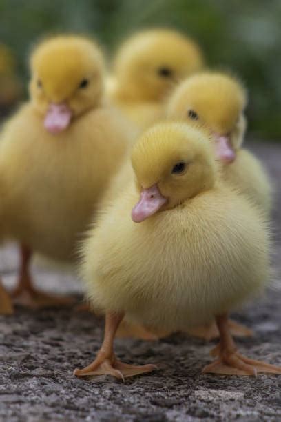 Itik Serati Foto Foto Foto Stok, Potret & Gambar Bebas Royalti - iStock