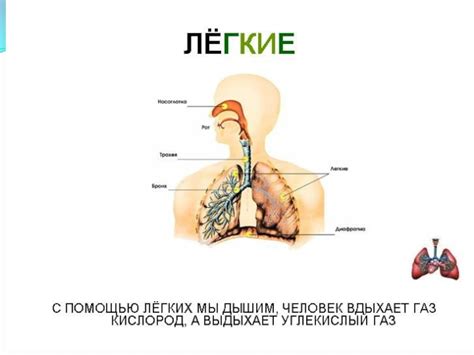 Строение тела человека (2 класс) презентация, доклад