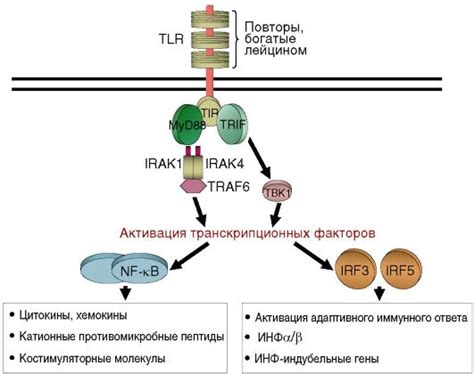Рис. 7.4. TLR-опосредованная индукция выработки цитокинов клетками ...