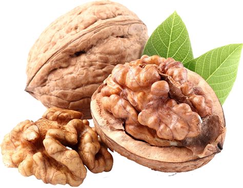 walnut png transparent images   pngfre