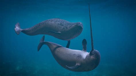 12 Narwal weetjes - De eenhoorn van de zee - Dierenfun