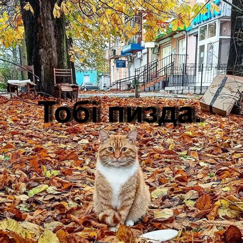 Осень 2020 | Пикабу
