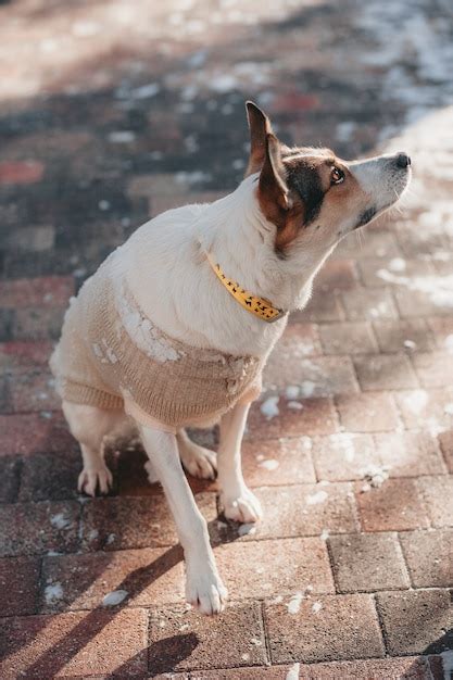 Premium Photo | Metis dog on a winter walk