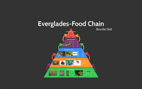 Everglades-Food Chain by Brandie Doll on Prezi