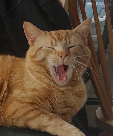 sh vent art rselfharmmemes