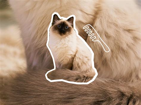 Balinese cat breed profile