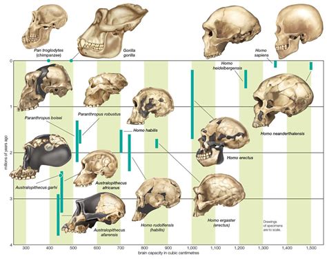 anatomical evidence  evolution