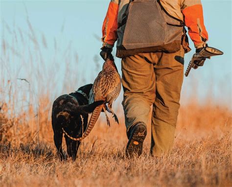 guide  wild pheasant hunting  north america project upland magazine