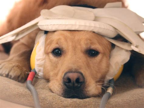 Dogs CAN understand human emotion: Canine brain reacts to vocal sounds same way as people | The