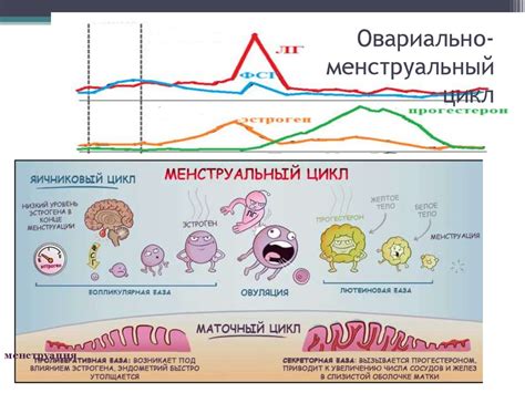 Женская половая система - презентация онлайн