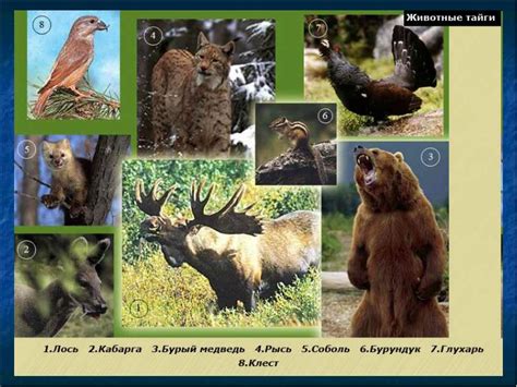 Животные Тайги