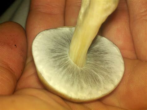 Little shroom porn. These are cambodian and amazonian. : r/shroomery