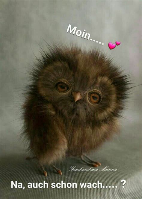 Pin von BHofmann auf Guten morgen | Guten morgen lustig, Lustige guten ...