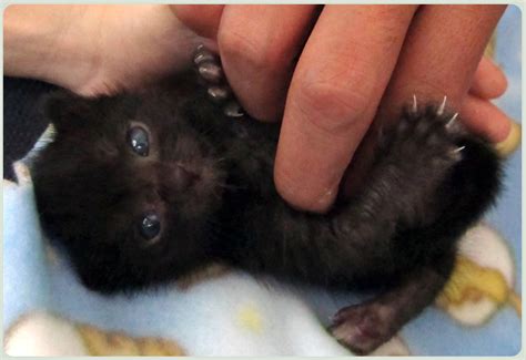 Little kitty 15 days old by Talty on DeviantArt