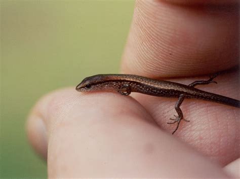 florida nature scincella lateralis ground skink
