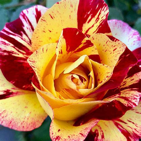Camille Pissarro® | Roses' Name