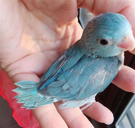 parrotlet baby female