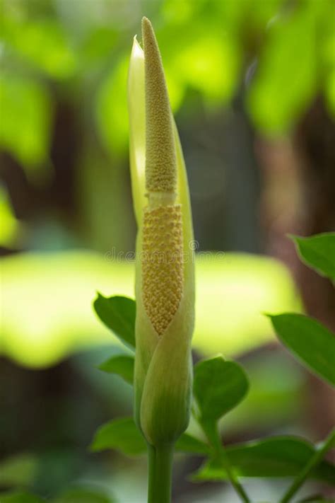 Titan arum stock photo. Image of exotic, botanical, forest - 157113044