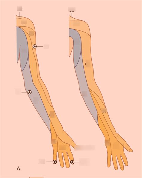 dermatome levels   upper extremity diagram quizlet