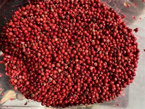 Pink Peppercorn - Madagascar - Spice Station