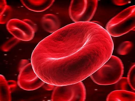mch blood test normal range   high mch