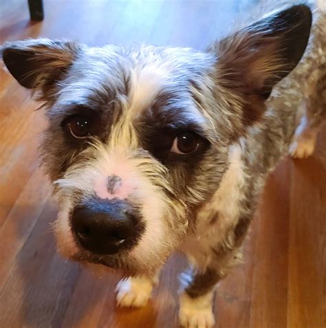 Dog for Adoption - BENTLEY (SRC#2175)IN NORTH CAROLINA, a Miniature