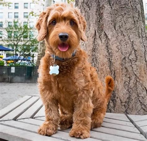 F1B Goldendoodle Bred With Mini Poodle : Goldendoodle Varieties ...